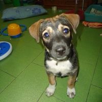 Another Friday another workout! Come on ladies! You're slacking!!! puppy pics!