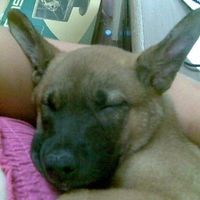 Another Friday another workout! Come on ladies! You're slacking!!! puppy pics!