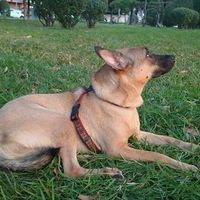 Another Friday another workout! Come on ladies! You're slacking!!! puppy pics!