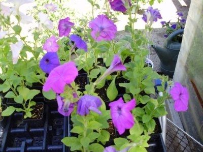 Need help with potted flower centerpiece flowers