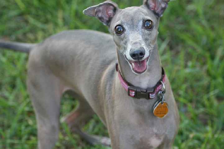 NWR- pets! We love them show me yours :)