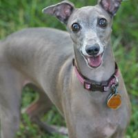 NWR- pets! We love them show me yours :)