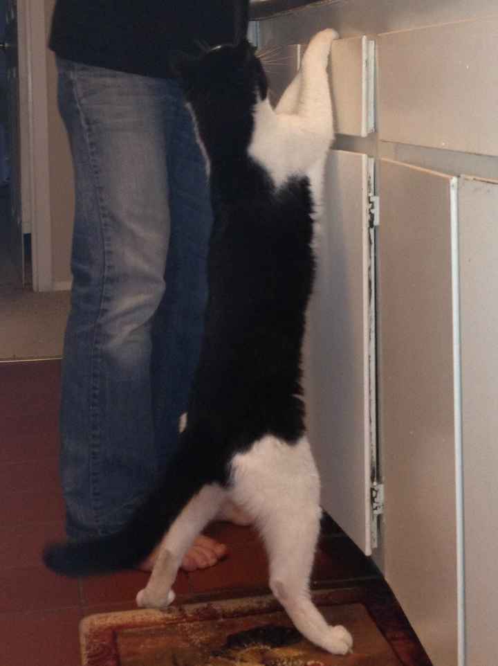 NWR: Fur baby thread!