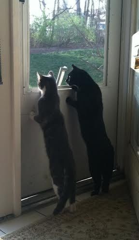 NWR- who has adopted their animals??