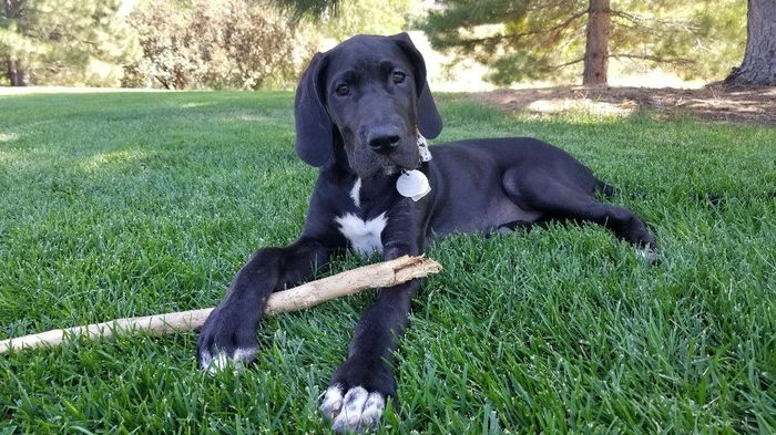 Our baby girl, Galaga!