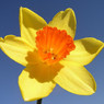 daffodil