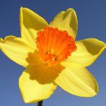daffodil