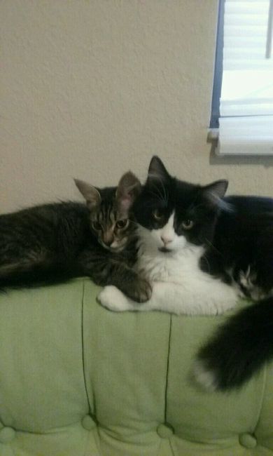 NWR: Saying Goodbye to My Kitty