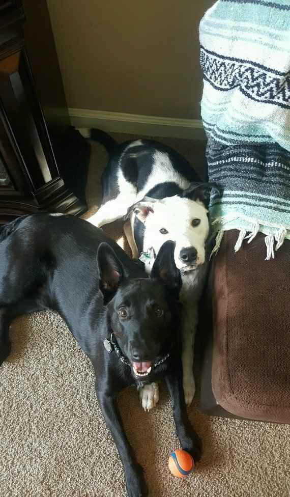 National Puppy Day! - 1