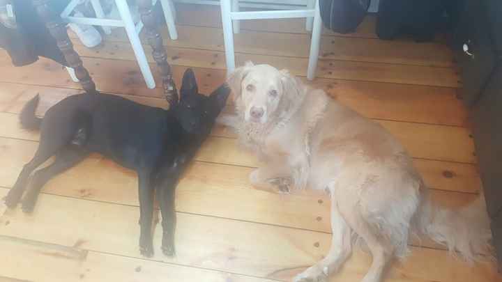 National Puppy Day! - 2