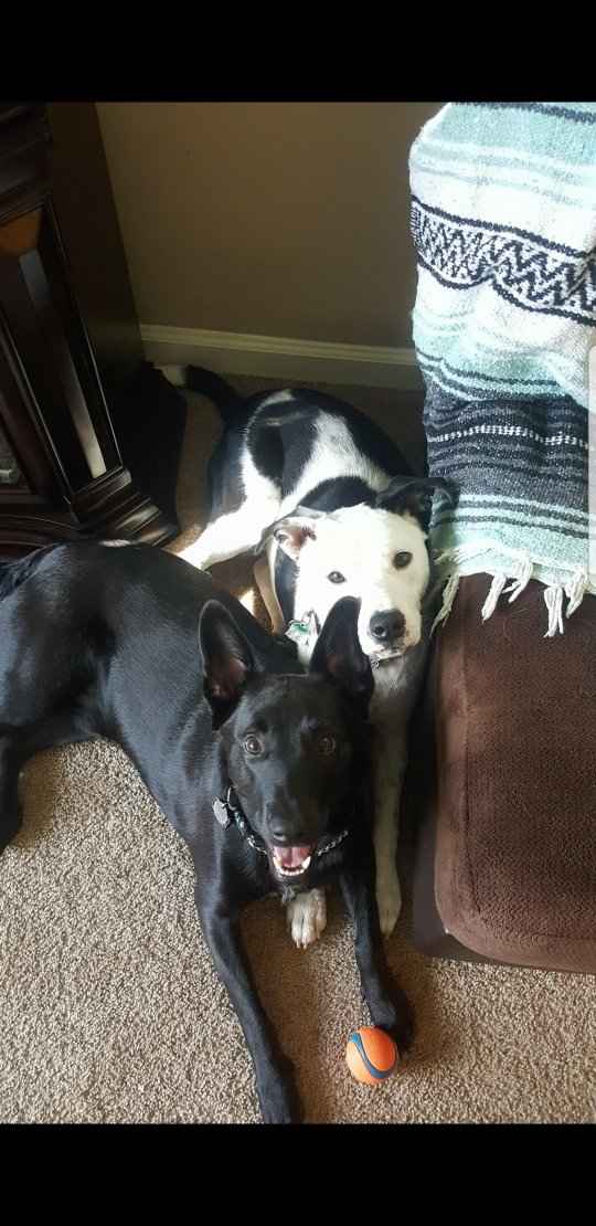 Any pet related stories? - 1