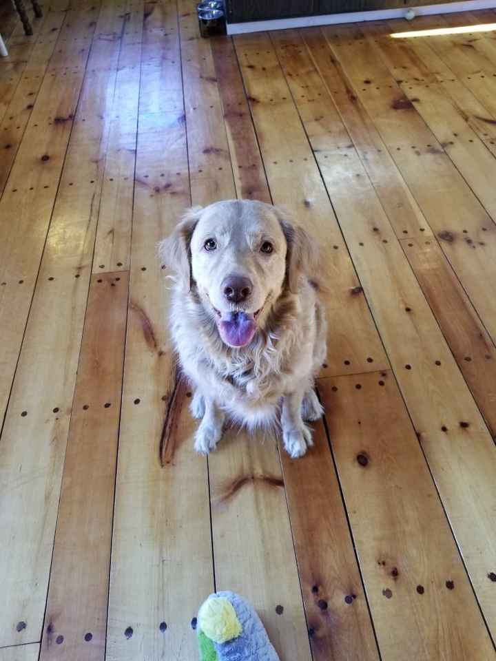 Any pet related stories? - 2