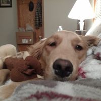 NWR: National Dog Day!