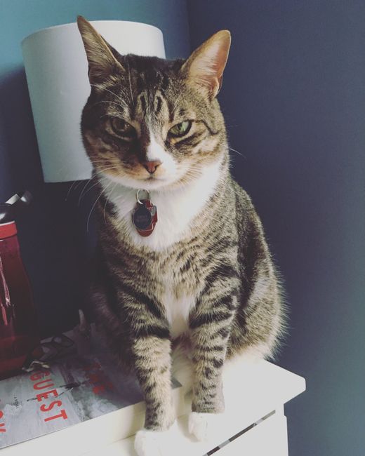 Furbaby Parents, Does Your Pet...? - 1