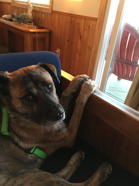 Furbaby Parents, Does Your Pet...? - 3