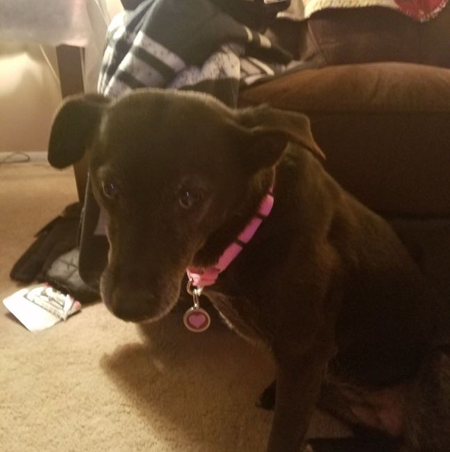 Furbabies?(non wedding post)