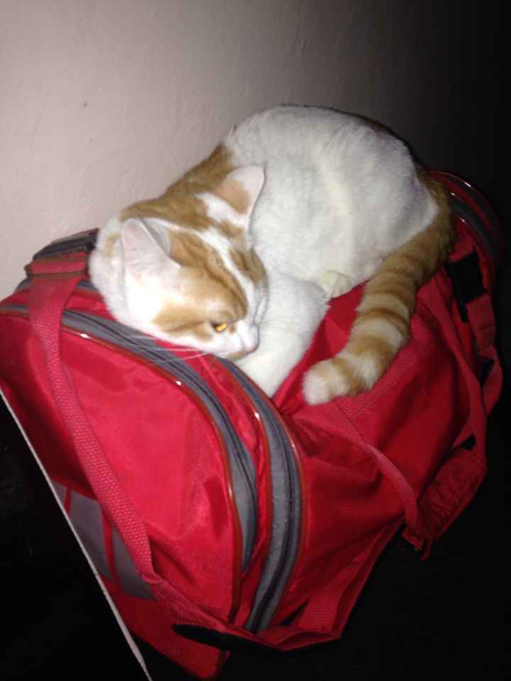 NWR: Show off your furbabies!