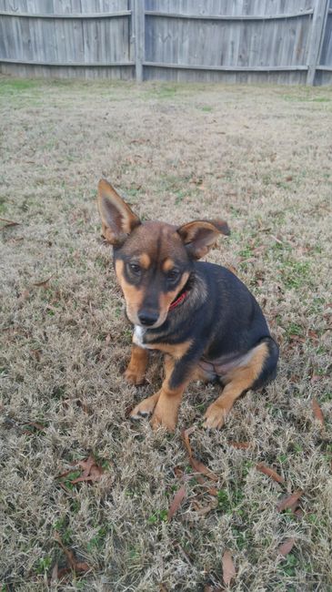 NWR: Fur Baby Freakout