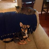 NWR: Fur Baby Freakout