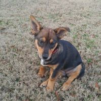 NWR: Fur Baby Freakout