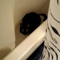 NWR: post pics of your pets!!