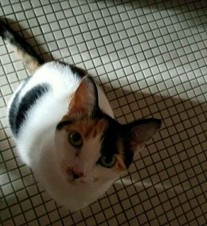 NWR: Any experience with CBD oil for dogs?