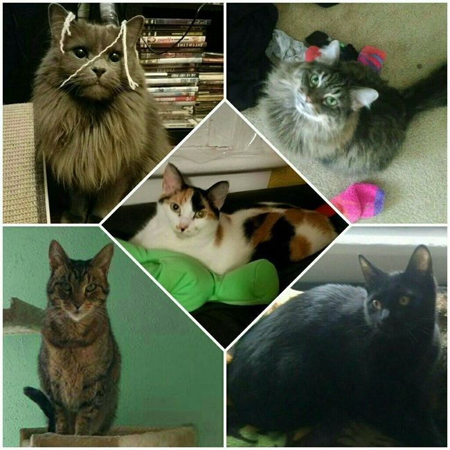 Show me your fur babies!