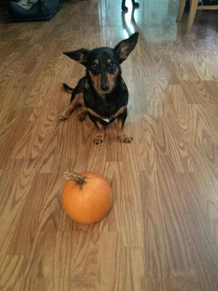 NWR: Dachshunds and other small dog owners