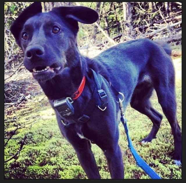 NWR Show me your furbabies