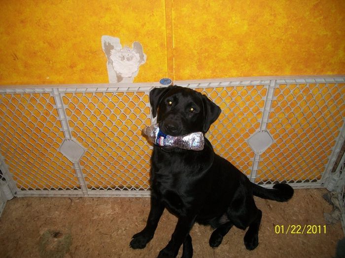 NWR: My puppy is adorable :) Cat memes spinoff
