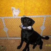 NWR: My puppy is adorable :) Cat memes spinoff