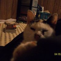 Spin off for animal lovers, happy thread