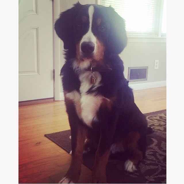 Fur Babies (Give the Best Hugs)