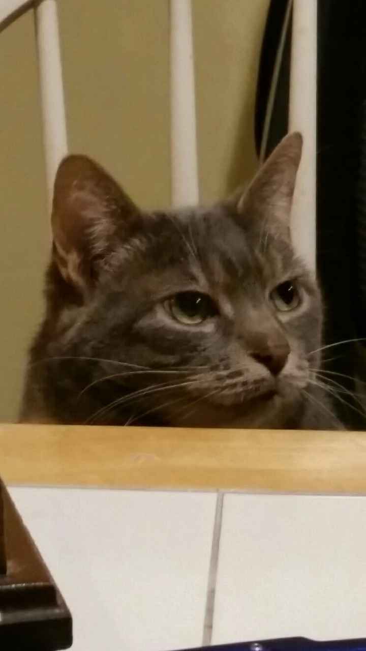 Show me your fur babies!