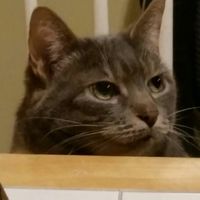 Show me your fur babies!