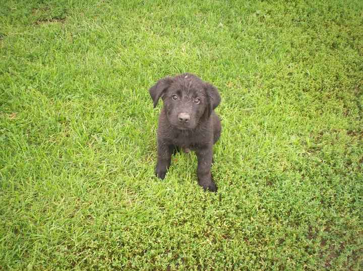 Lets see those puppies that we share with our FHs!