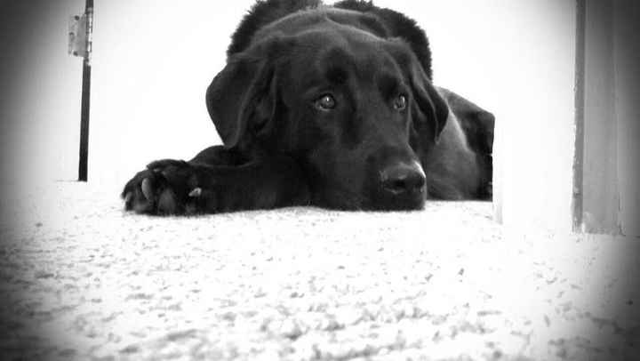 Just for fun, lets see your crazy pet child....