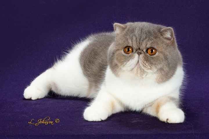 NWR: Bored? Show off your pets!