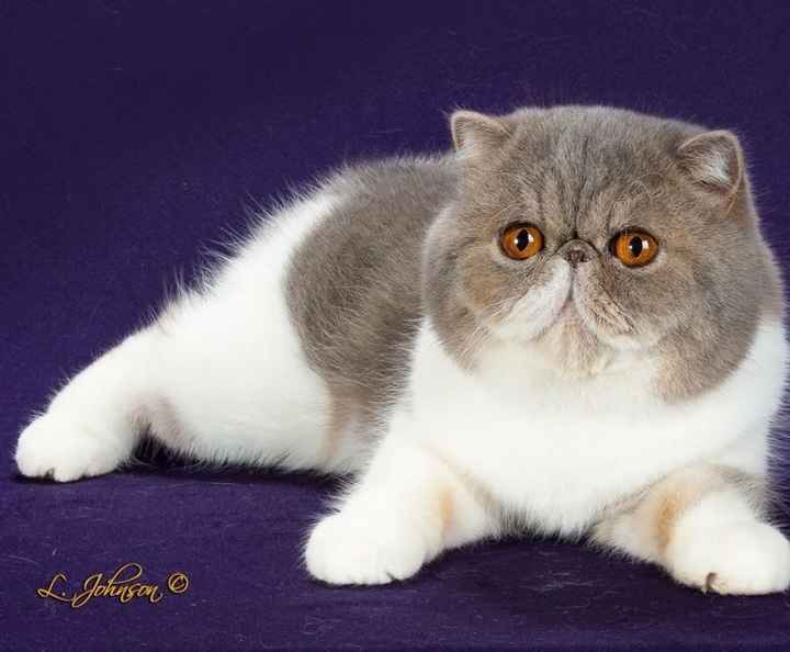 Show my your kitties!