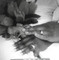 N Roach
