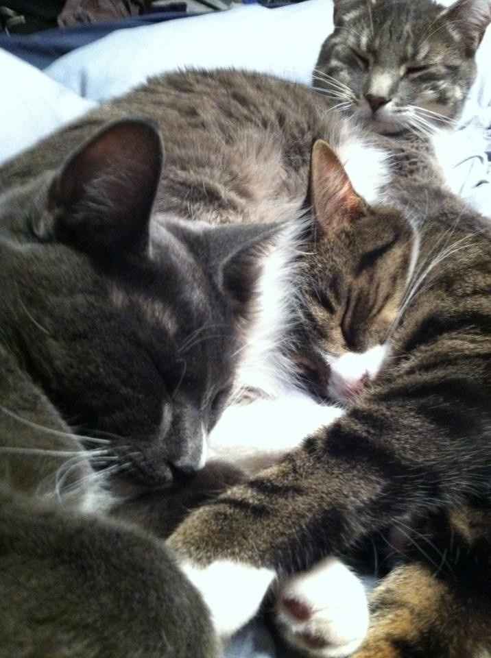 NWR: Lets See Your Fur Babies!