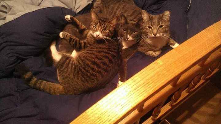 NWR: Lets See Your Fur Babies!