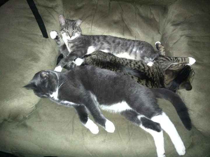 Since we are getting to know each other and everyone LOVES their fur babies!