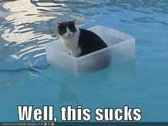 Time to Post Funny Cat Pics!