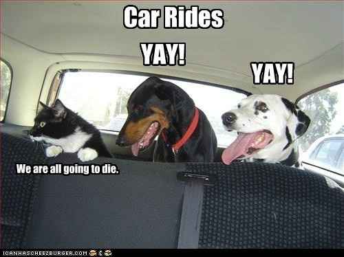 Time to Post Funny Cat Pics!