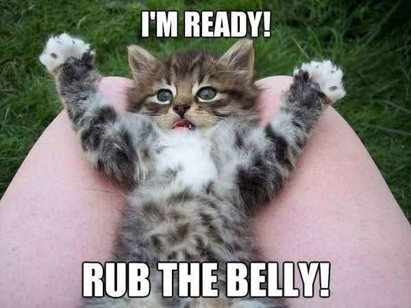 Time to Post Funny Cat Pics!