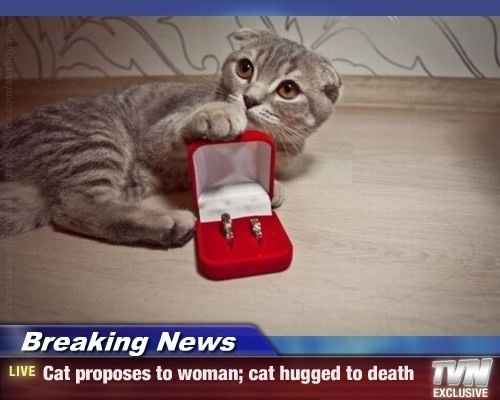 What happened to all the cats?