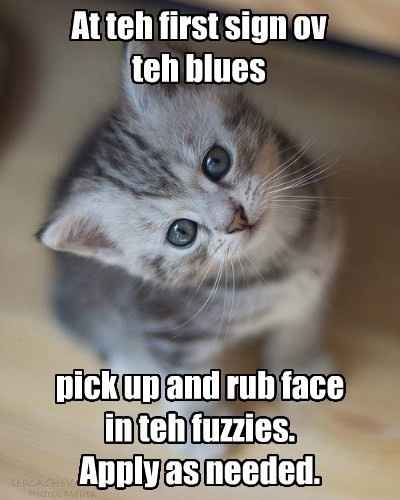 What happened to all the cats?