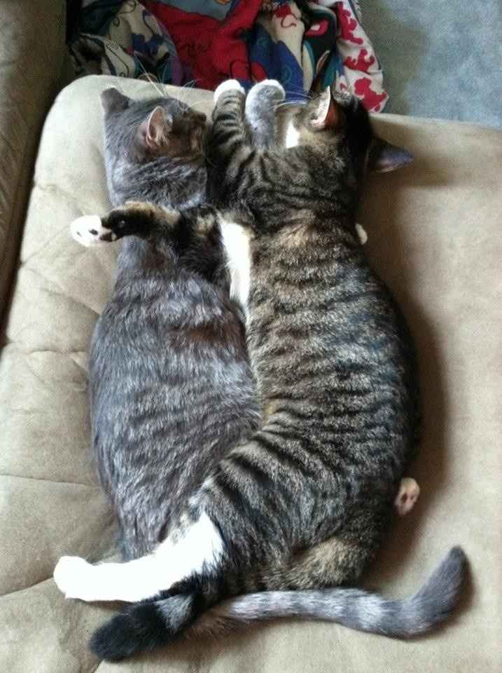 Nwr- fur babies