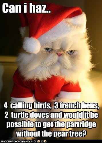 NWR: Holiday Cat Time :)